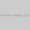 Human mannose receptor (CD206) Mab
